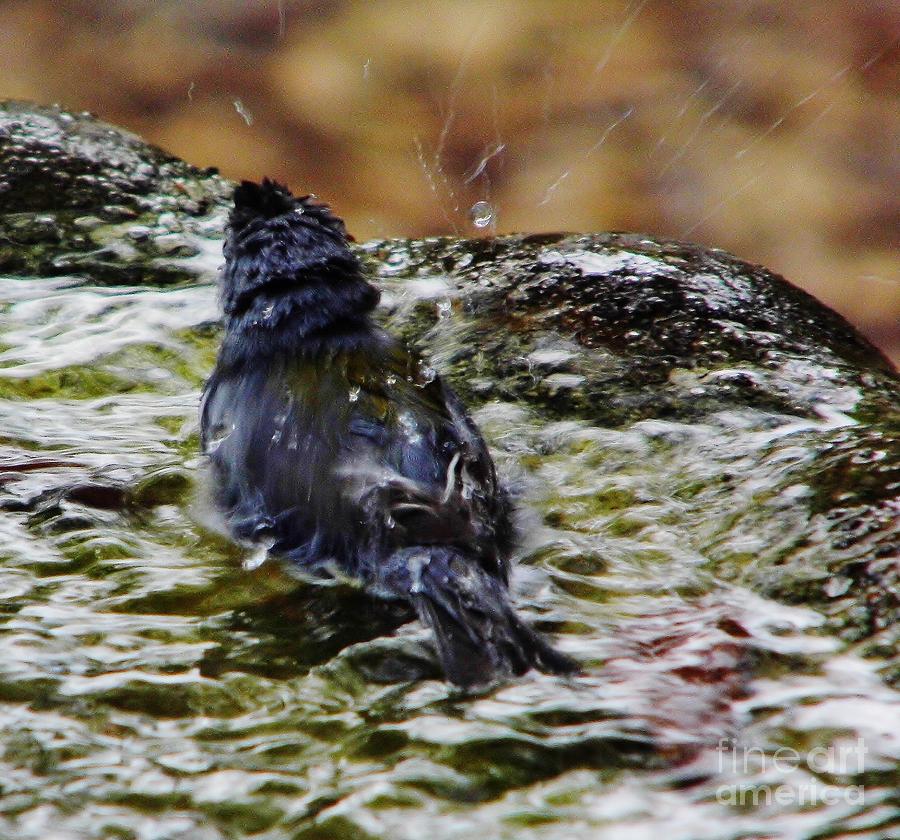 Warbler Making A Splash Photograph by D Hackett