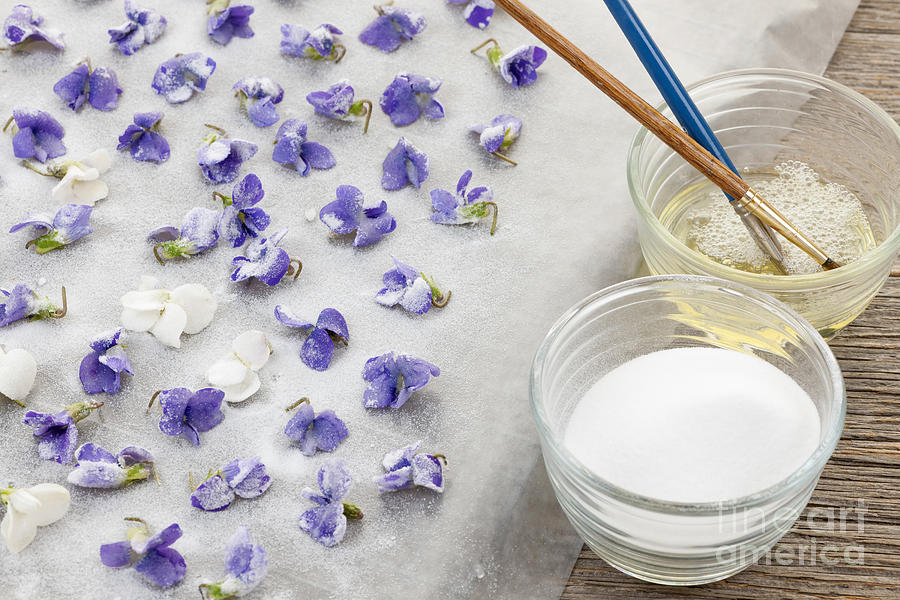 Making candied violets 2 Photograph by Elena Elisseeva