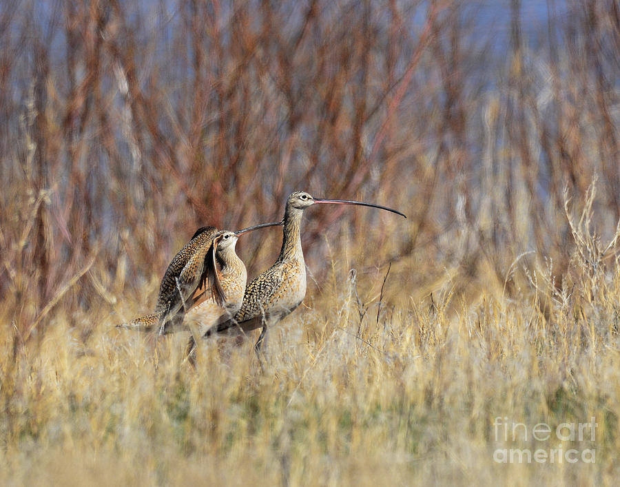 Making Curlews Photograph by Dennis Hammer