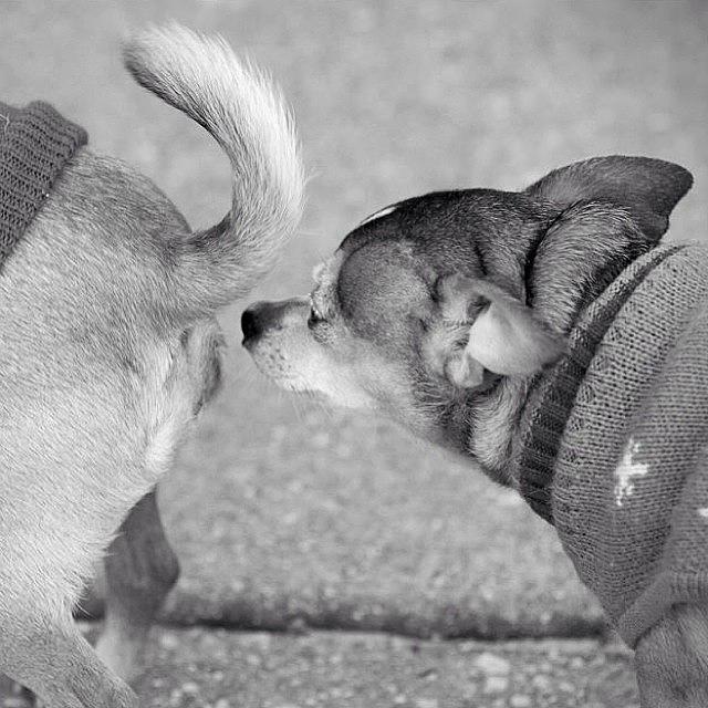 Chihuahua Photograph - Making Friends #dog #chihuahua #friends by Craig Kempf
