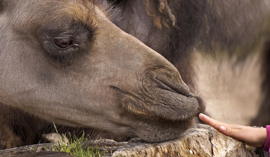 Camel Photograph - Making friends by Inge Riis McDonald