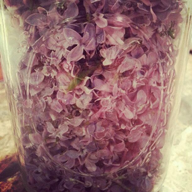 Making Homemade Lilac Essential Oil Photograph by Sacred  Muse