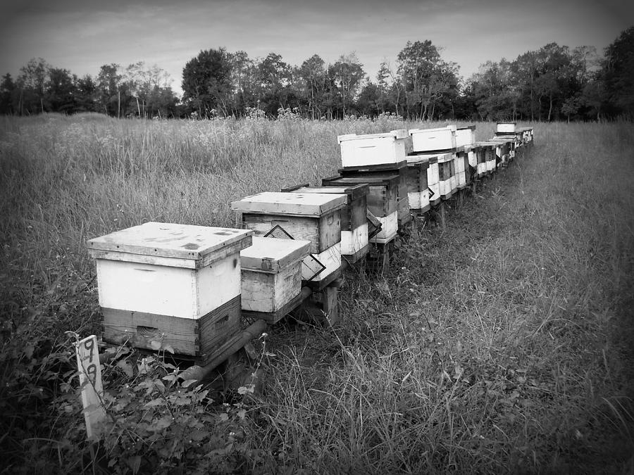 Black And White Photograph - Making Honey II bw by Beth Vincent