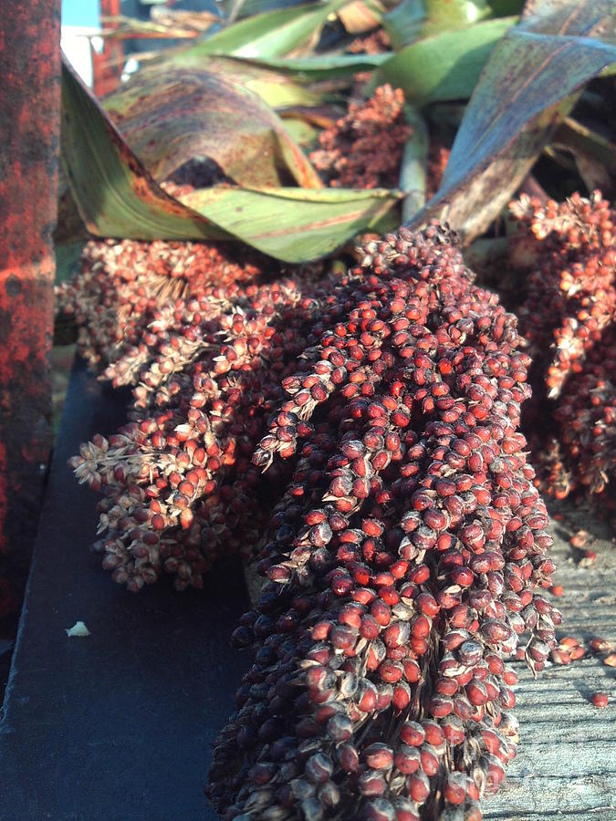 Making Molasses Photograph by Marshall Eckhoff
