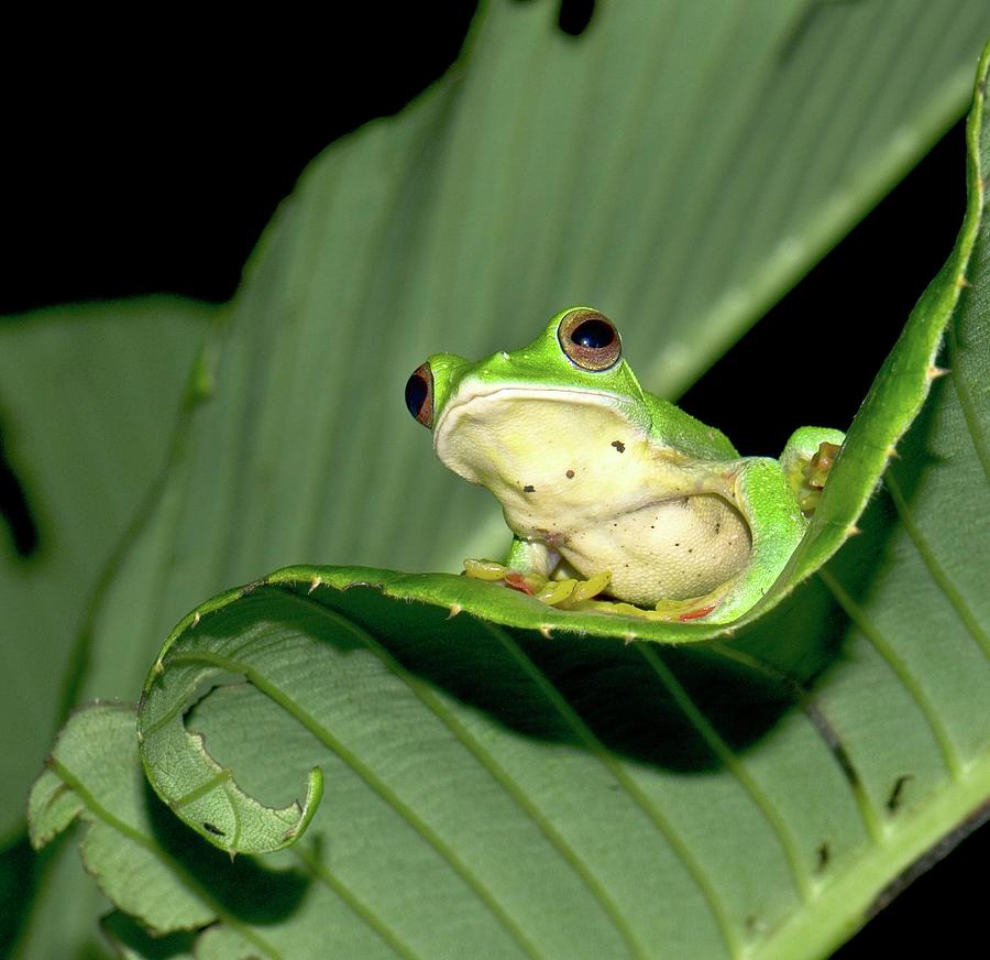 Nature Photograph - Malabar Gliding Frog by K Jayaram