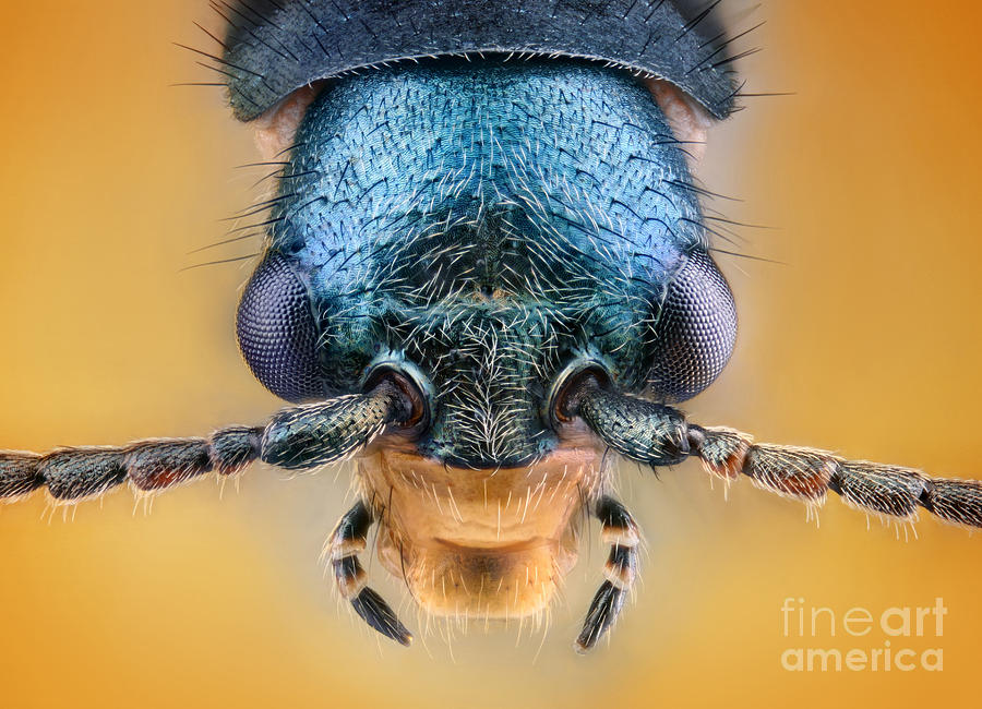 Animal Photograph - Malachite Beetle by Matthias Lenke