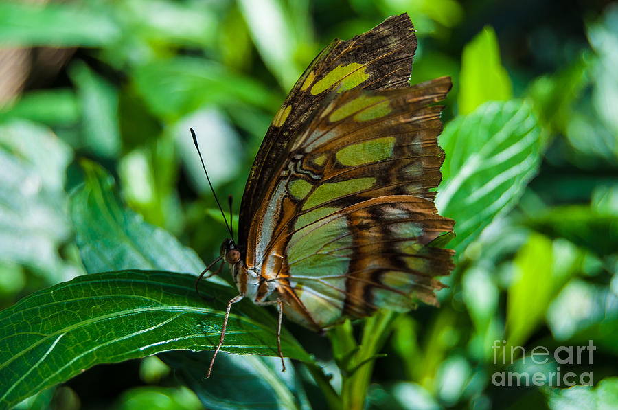 Malachite Butterfly Photograph by Bianca Nadeau