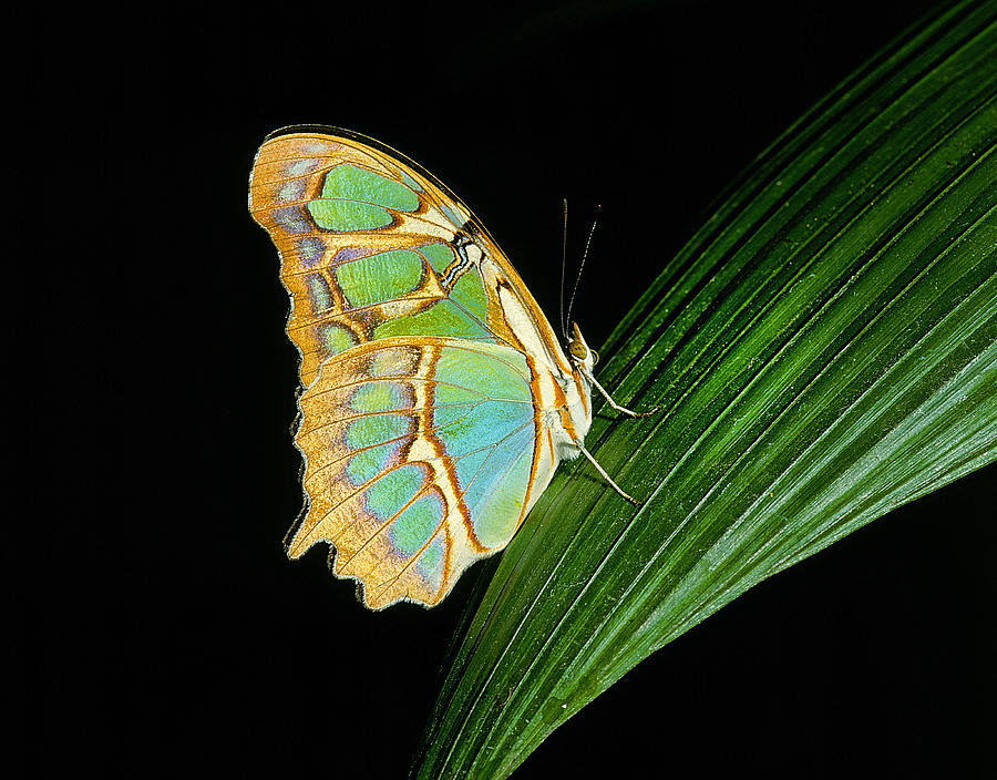 Malachite Butterfly Photograph by Buddy Mays