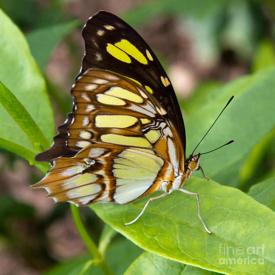 Malachite Butterfly Photograph by Chris Scroggins