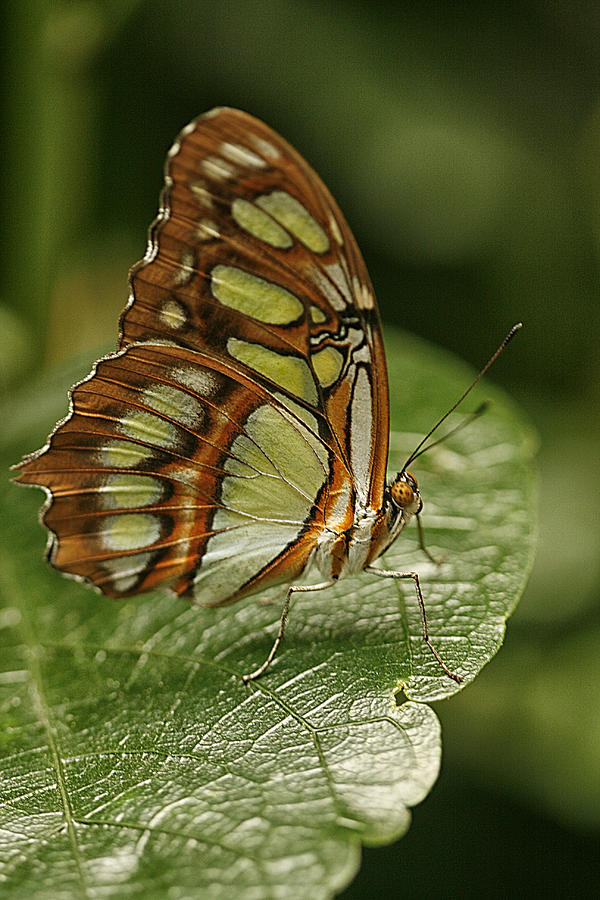 Malachite Butterfly Photograph by Cindi Ressler