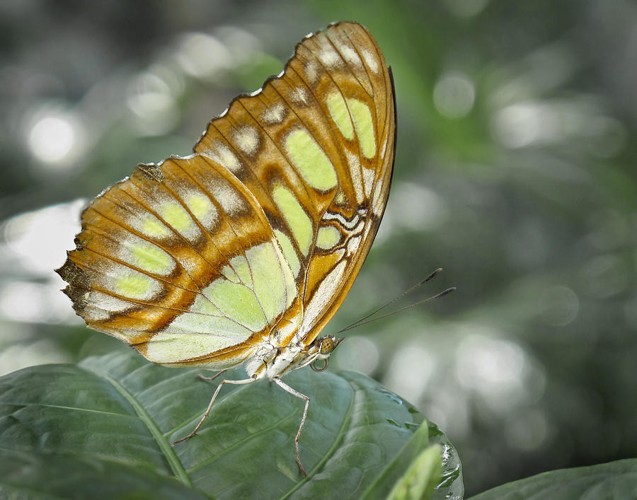 Malachite Butterfly Photograph by David and Carol Kelly