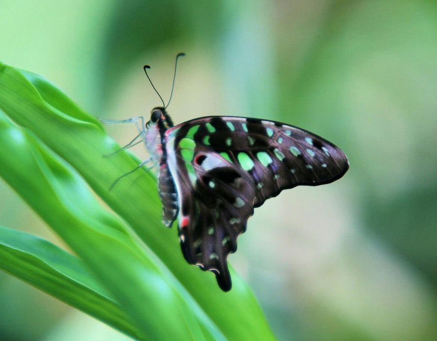 Malachite Butterfly Photograph by John Dart