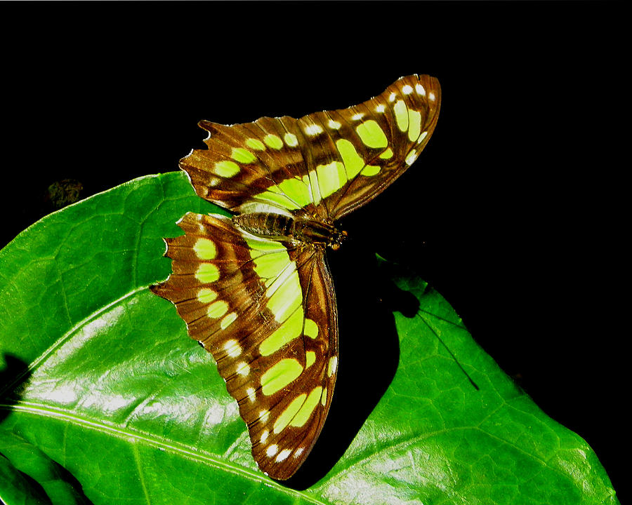 Malachite Butterfly Photograph by Judy Wanamaker