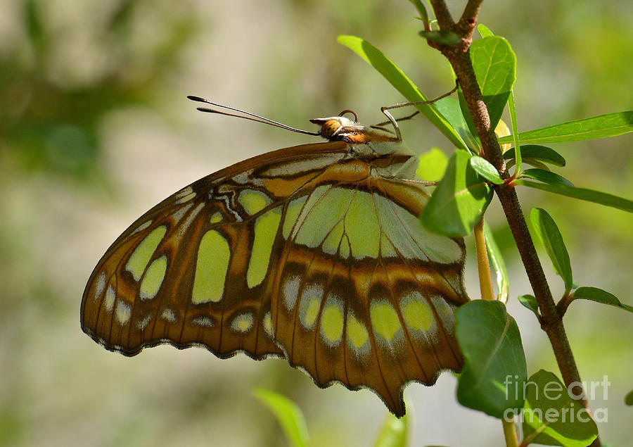 Malachite Butterfly Photograph by Kathy Baccari