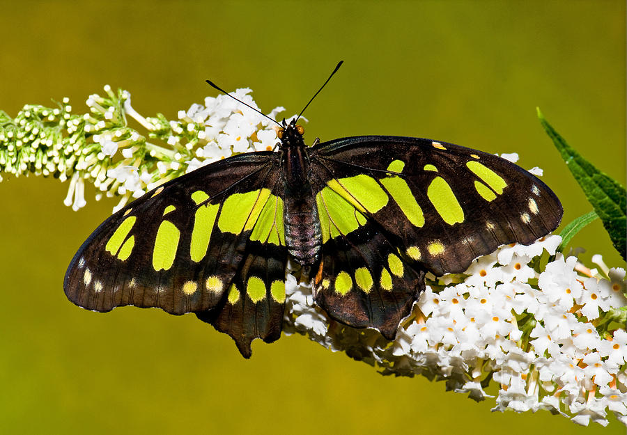 Malachite Butterfly Photograph by Millard H. Sharp