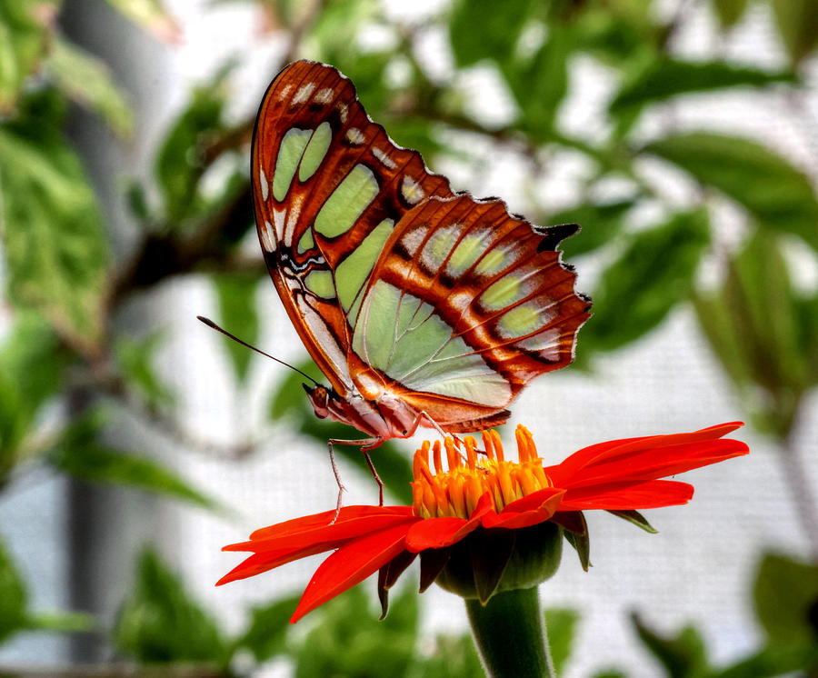 Malachite Butterfly on a Mexican Coneflower Photograph by Larry Trupp