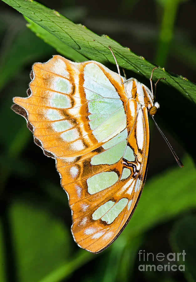 Malachite Butterfly Siproeta Stelenes Photograph by Millard H Sharp