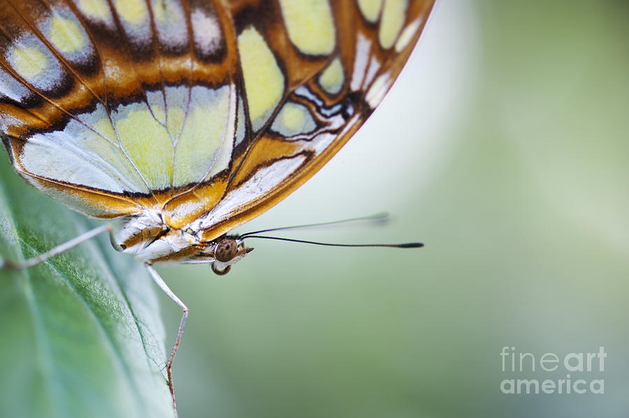 Malachite Butterfly Photograph by Tim Gainey