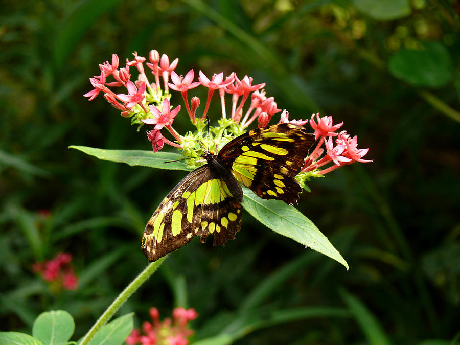 Malachite Butterfly Vsit to the Garden Photograph by Susan Duda