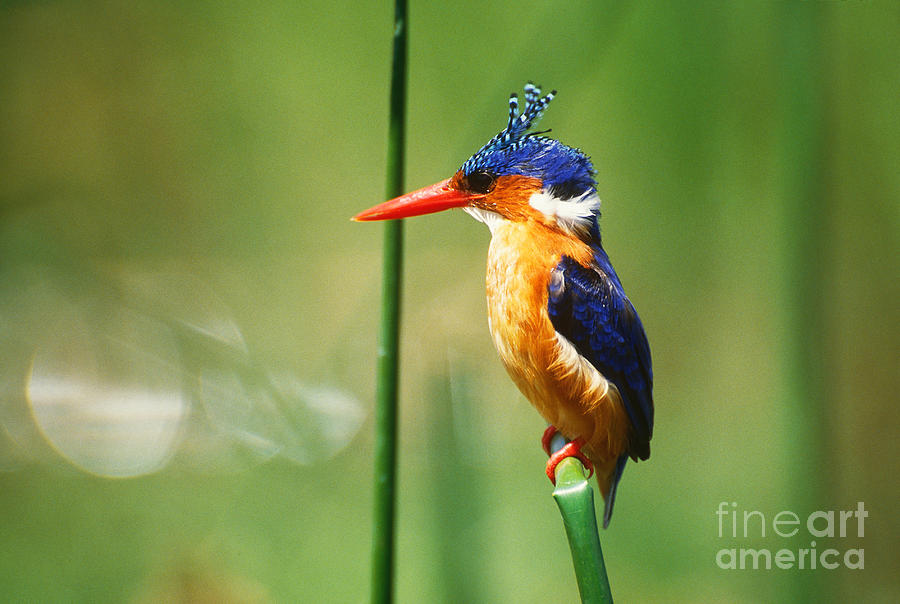Malachite Kingfisher Photograph by Art Wolfe