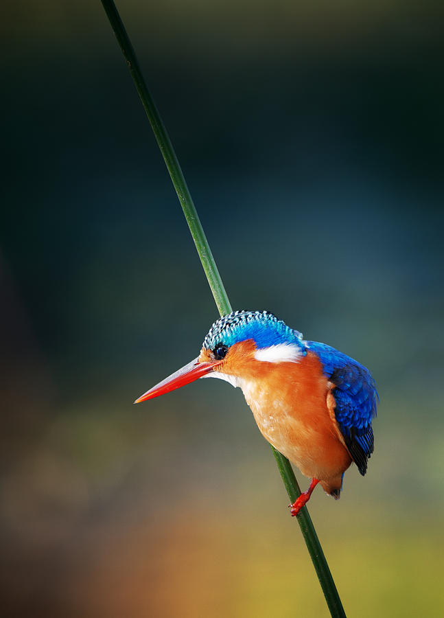 Malachite Kingfisher Photograph by Johan Swanepoel