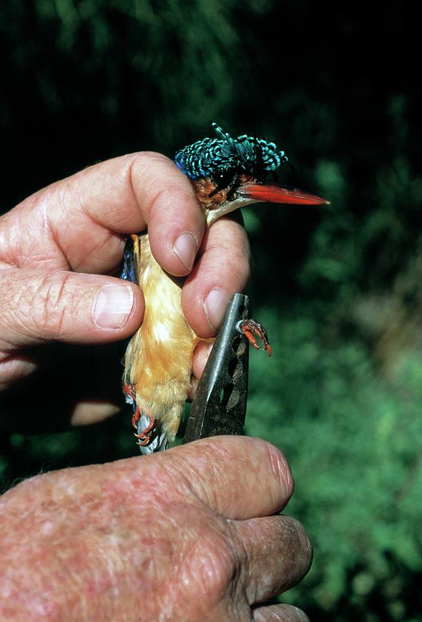 Malachite Kingfisher Research Photograph by Tony Camacho/science Photo Library