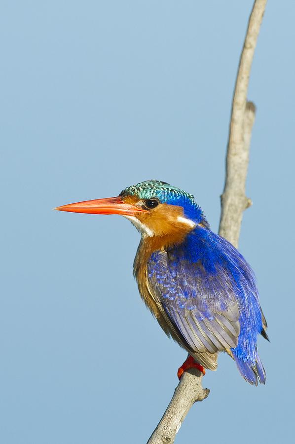 Malachite Kingfisher Photograph By Science Photo Library Fine Art America