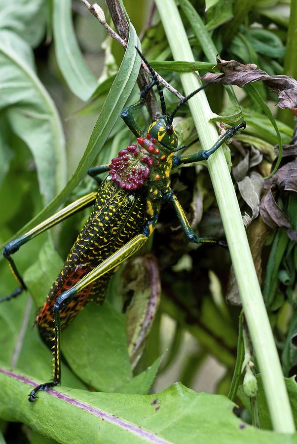 Malagasi Locust Photograph by Philippe Psaila/science Photo Library ...