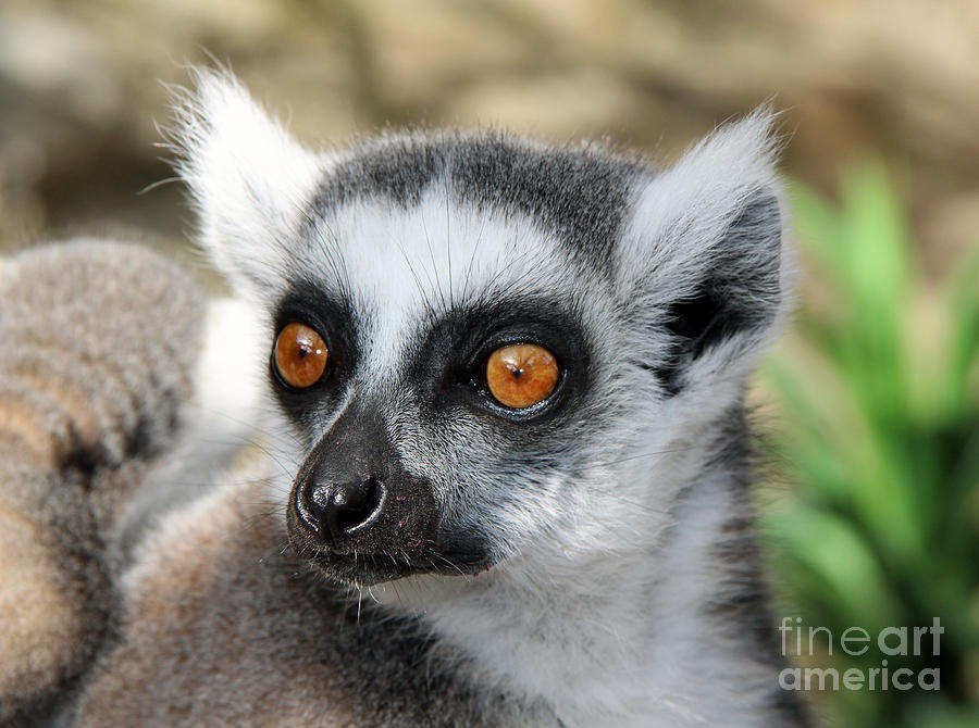 Malagasy lemur Photograph by Sergey Lukashin