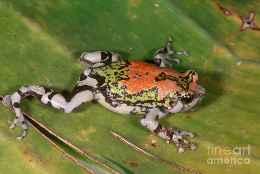 Painted Burrowing Frog on moss Madagascar For sale as Framed