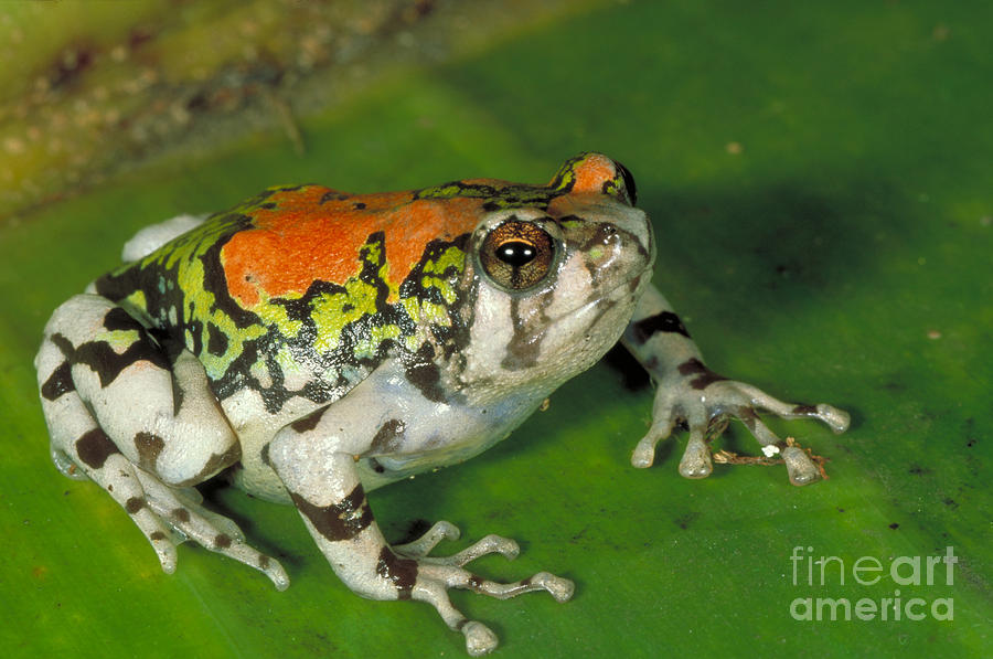 Malagasy Painted Toad Photograph by Gregory G. Dimijian
