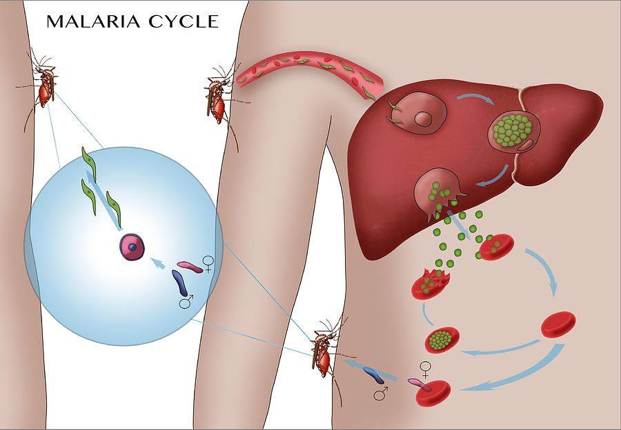 Malaria Cycle, Illustration Photograph by Monica Schroeder