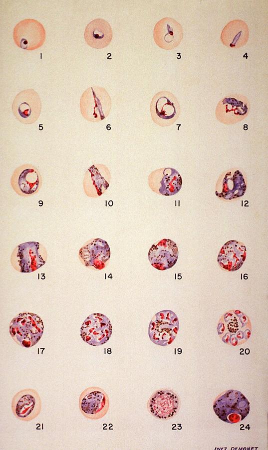 Malaria Parasite Growth Photograph by National Library Of Medicine