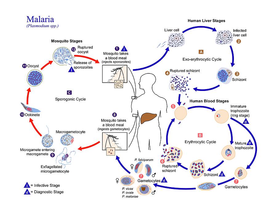Malaria Parasite Life Cycle Photograph by Cdc/science Photo Library
