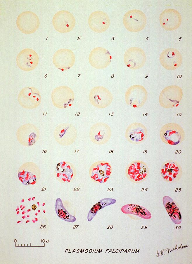 Malaria Parasite Life Cycle Photograph by National Library Of Medicine
