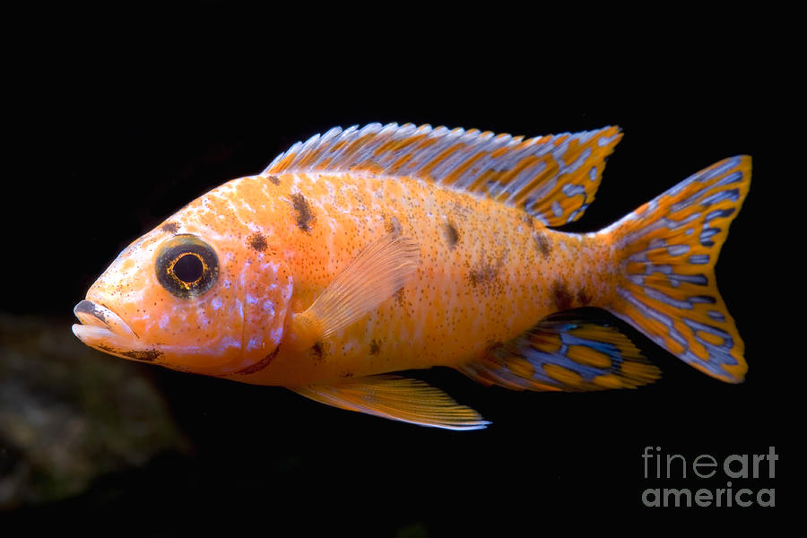 Fish Photograph - Malawi Emperor Cichlid by Frank Teigler