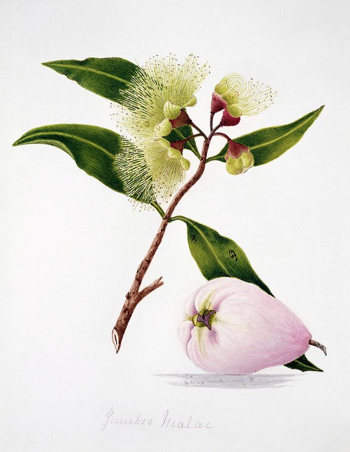 Malay Apple Flowers And Fruit Photograph by Natural History Museum, London/science Photo Library