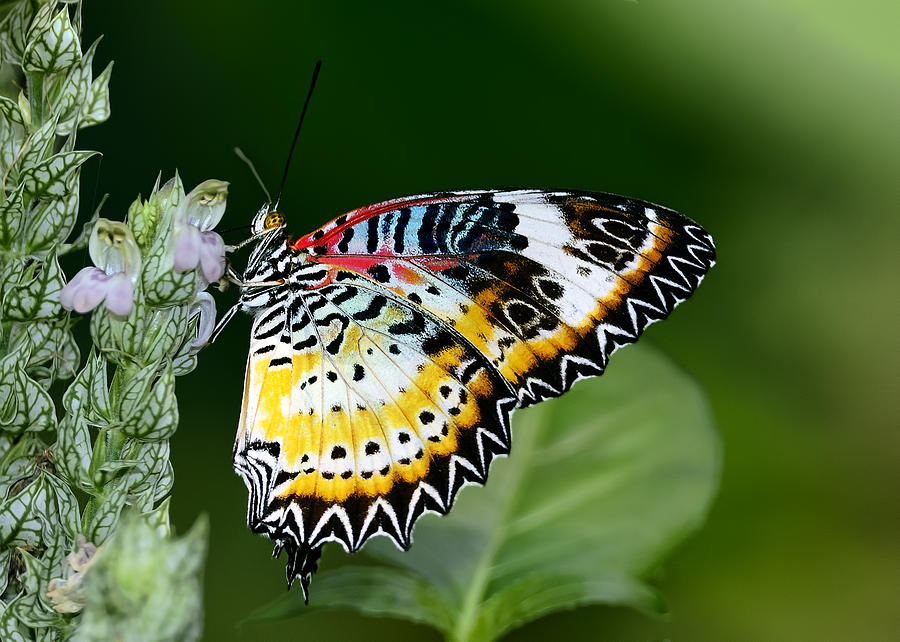 Malay Lacewing Butterfly Photograph by Bill Dodsworth