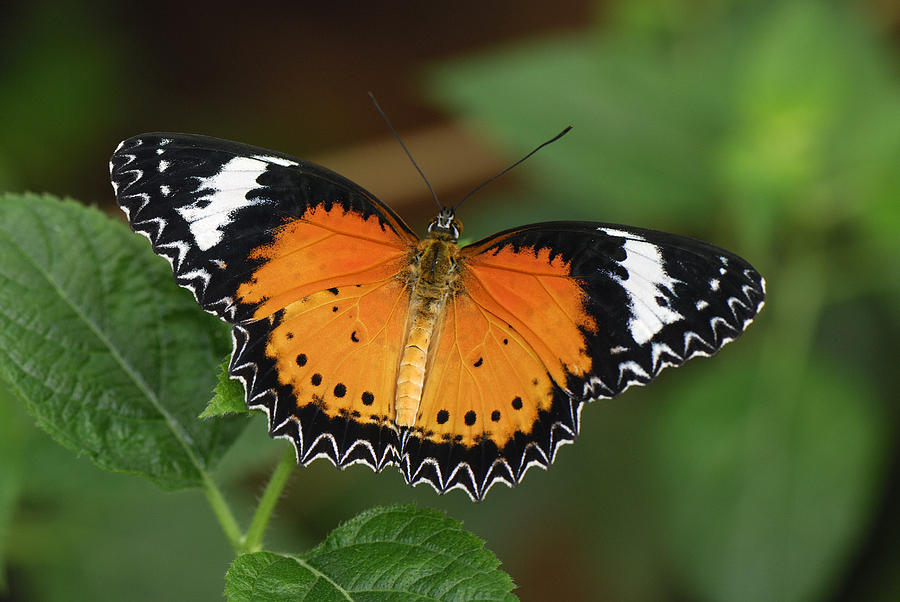 Malay Lacewing Butterfly Malaysia Photograph by Thomas Marent