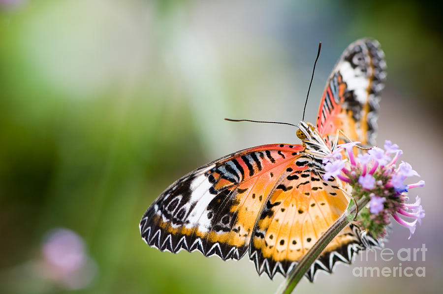 Malay lacewing butterfly Photograph by Oscar Gutierrez