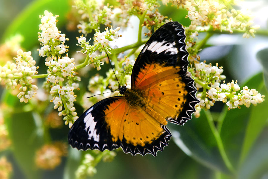 Butterfly Photograph - Malay Lacewing Butterfly  by Saija Lehtonen