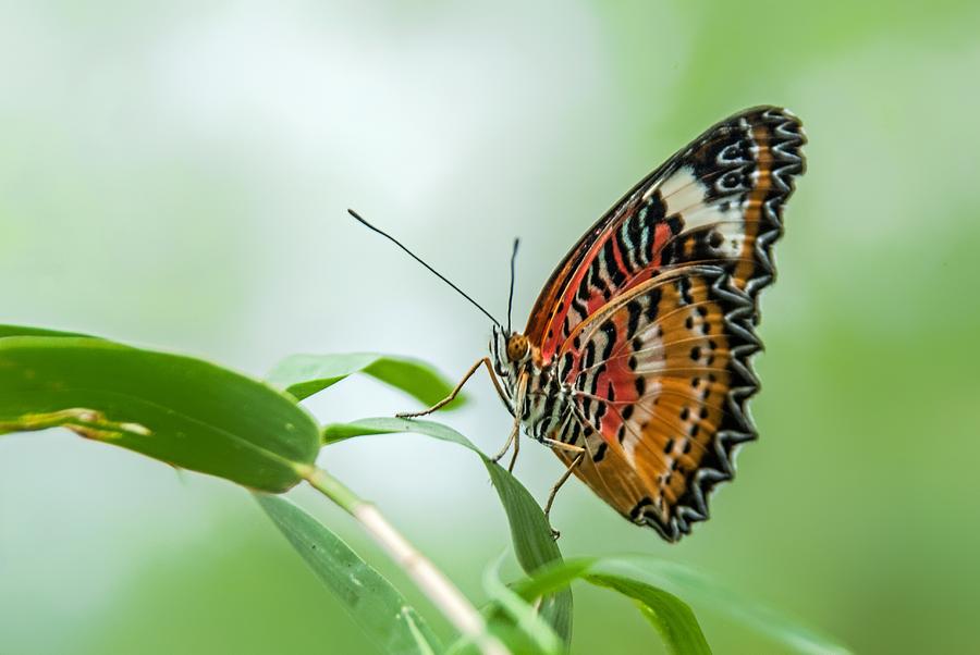Malay Lacewing Butterfly Photograph by Tam Ryan