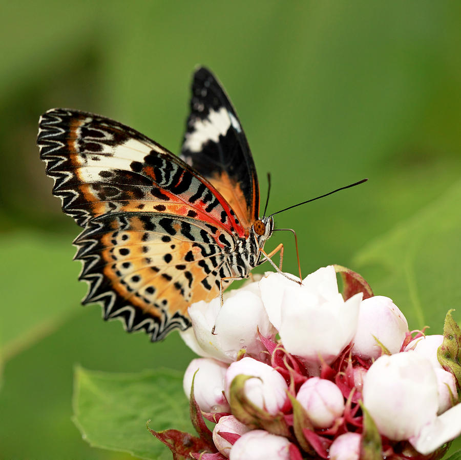 Malay lacewing Photograph by Grant Glendinning