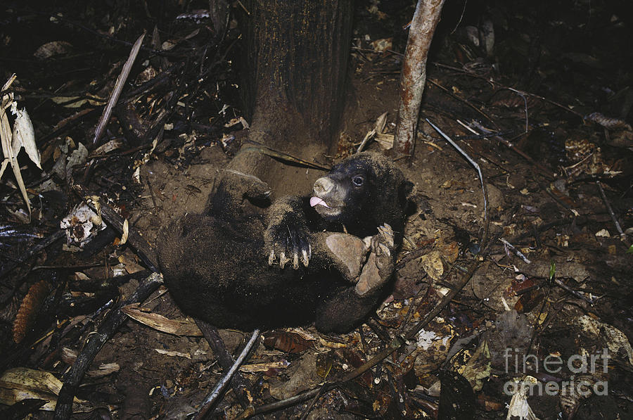 Malayan Sun Bear Photograph by Mark Newman