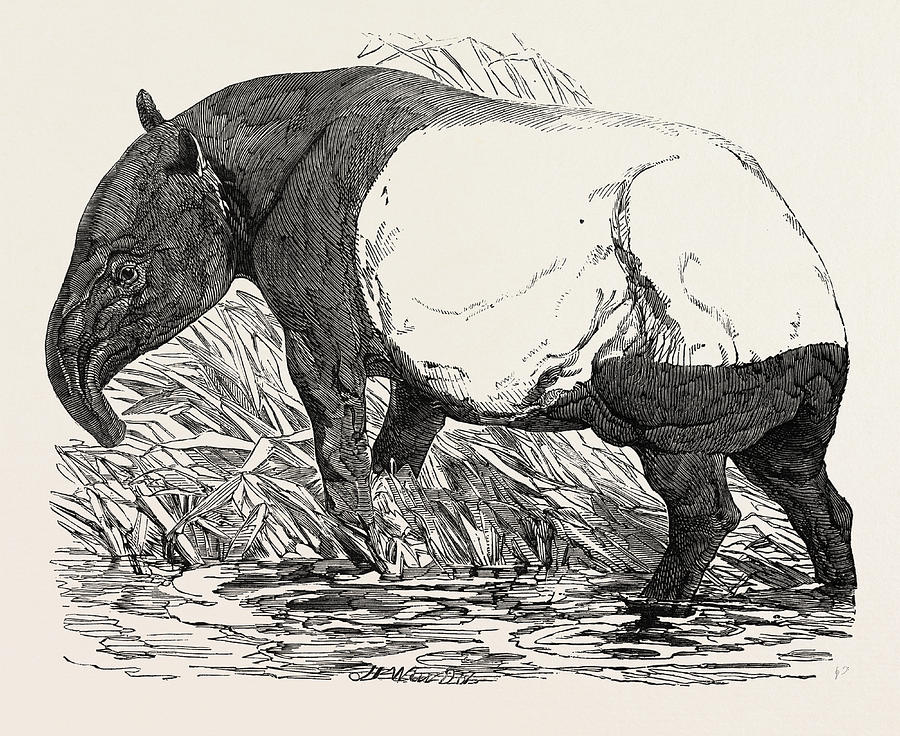 Malayan Tapir, In The Menagerie Of The Zoological Society Drawing by