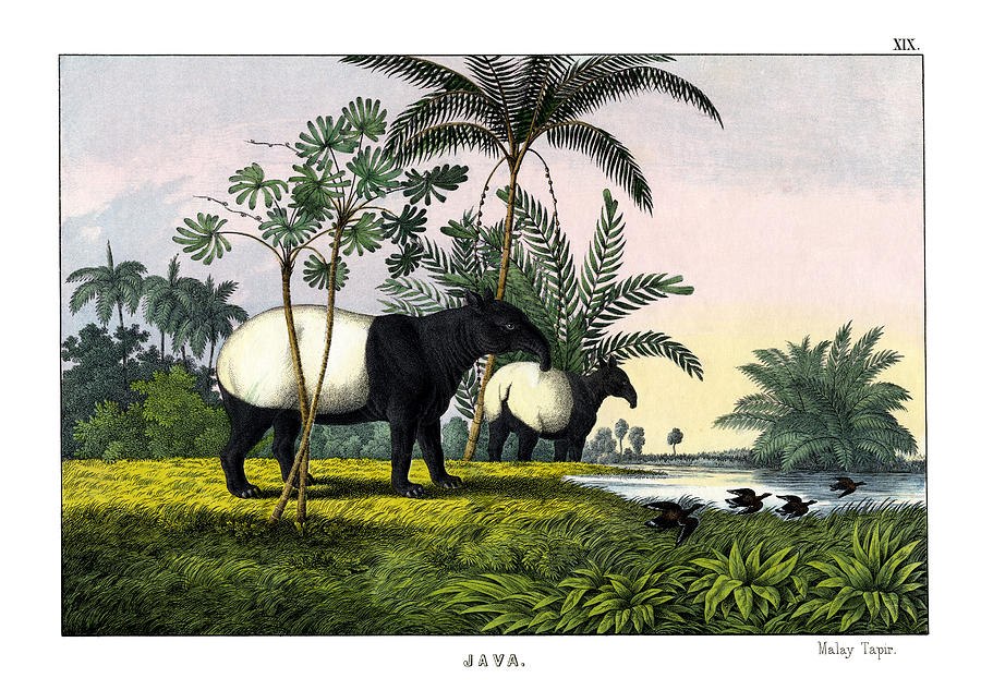 Mammal Drawing - Malayan Tapir by Splendid Art Prints