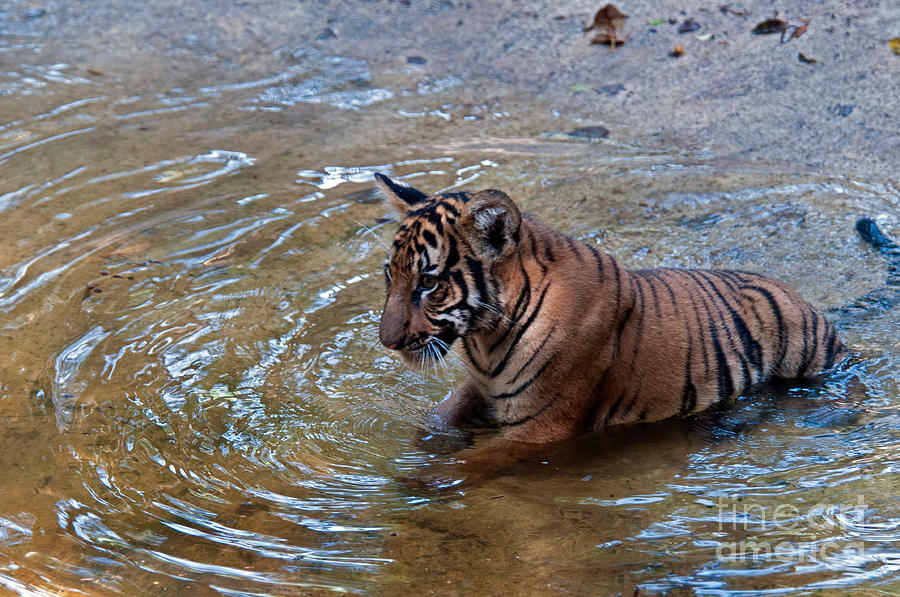 Malayan Tiger Cub Photograph by Mark Newman