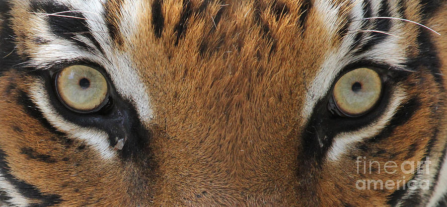 Malayan Tiger Eyes Photograph
