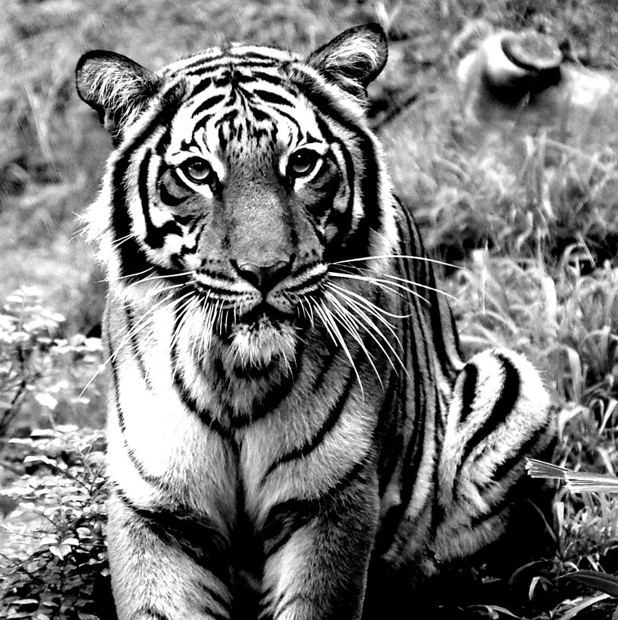 Malayan Tiger Photograph by Jeremiah John McBride