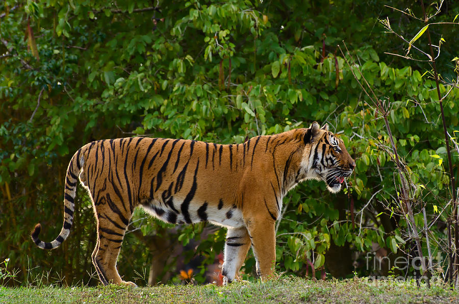 Malayan Tiger Photograph by Les Palenik